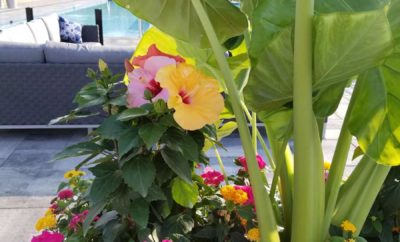 Custom Seasonal Garden Urn by Kate